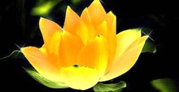 如来走哪里都寸步不离十二品金莲台,你看它是啥来头?