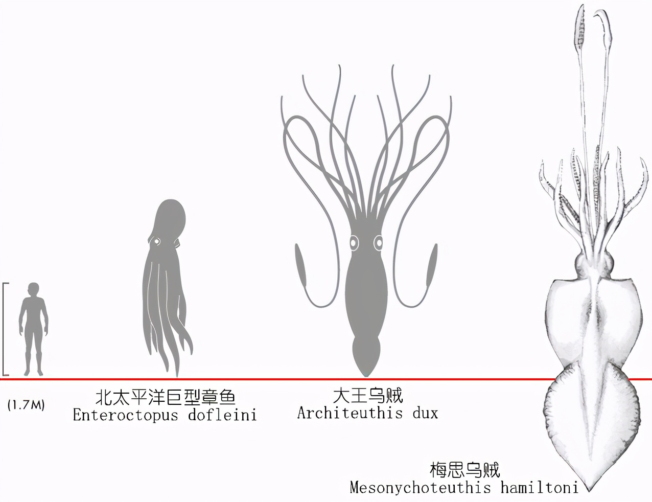 解析海鲜｜认识鱿鱼（终结篇）