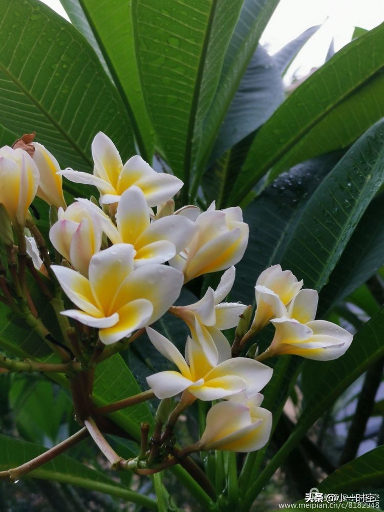 诗情花意：初秋雨晴花意浓