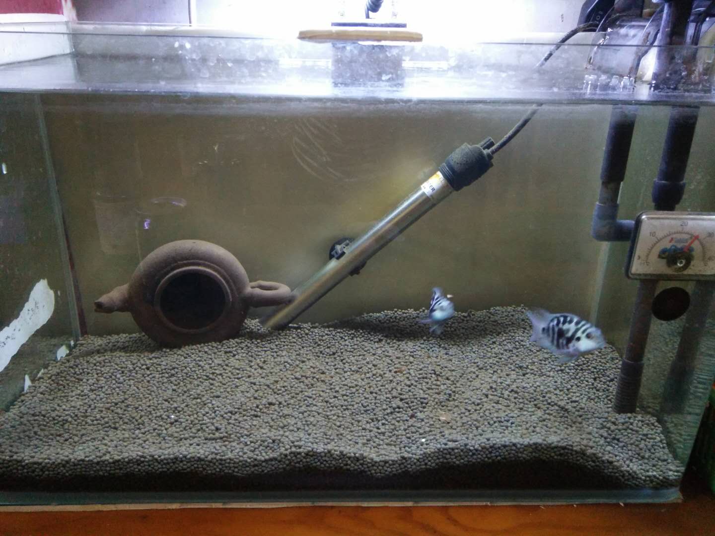 给鱼缸更换陶粒这可是个大工程，如何做到水质快速澄清？