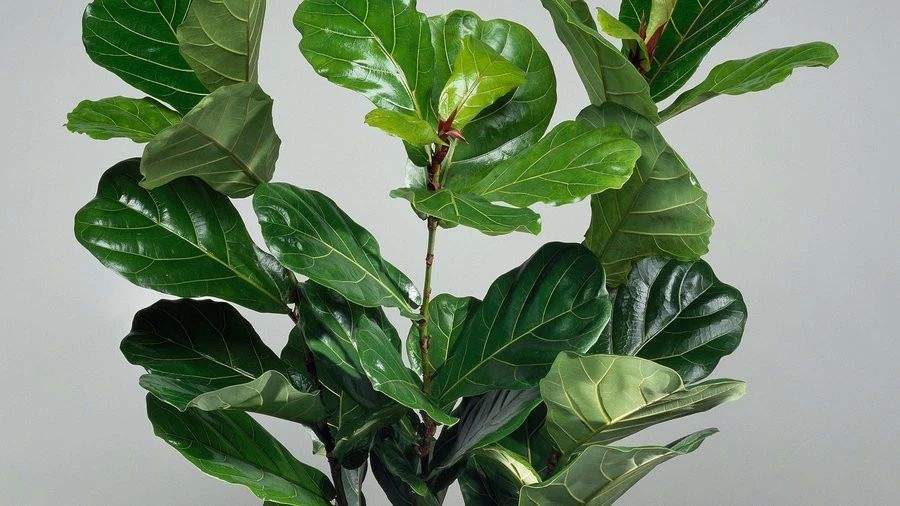 朋友搬家送几盆花合适（亲戚搬新家送什么花好）