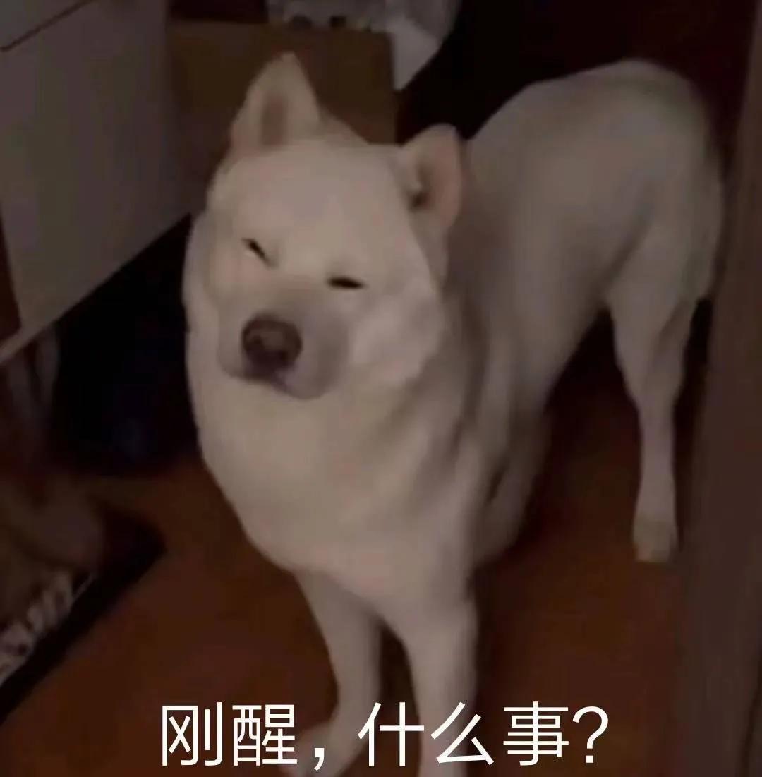 表情包：刚醒，什么事？