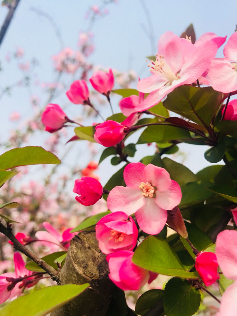 常见的海棠，开花后像“美人”，颜值一个比一个高