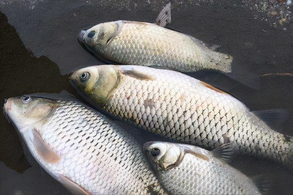 同樣是鯽魚,