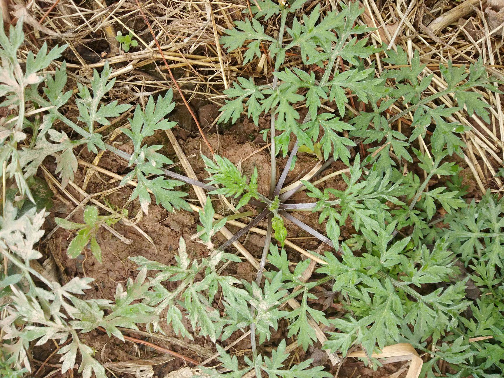 茵陈泡水喝清热解毒又护肝?但提醒大家:这几类人却不适合多喝