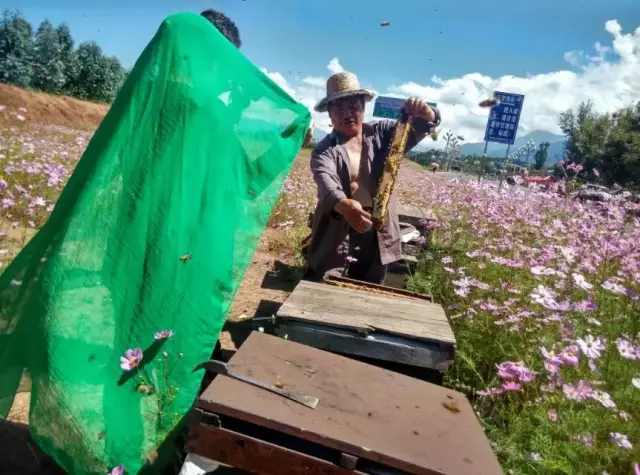 大地花间，随遇而安，养蜂人——追花寻蜜，做世间最美的旅者