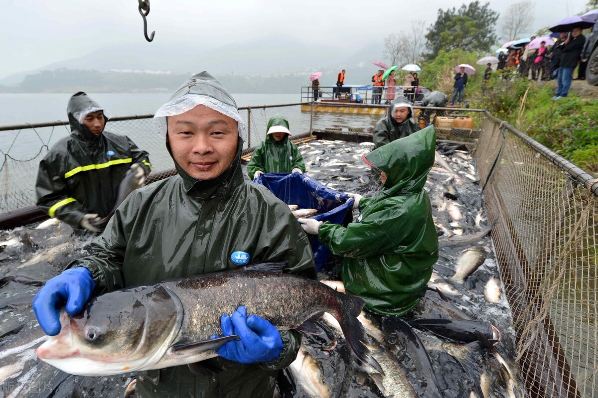 继猪肉后，鱼价也涨了，草鱼、鲈鱼、鮰鱼都在涨，为何花鲢烂市？