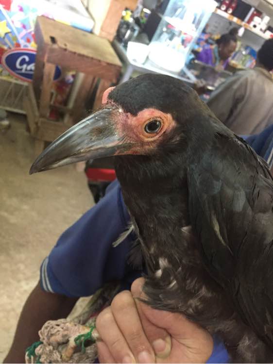 国内普通乌鸦几百一只,国外超大乌鸦只要20一只,商家说能教说话