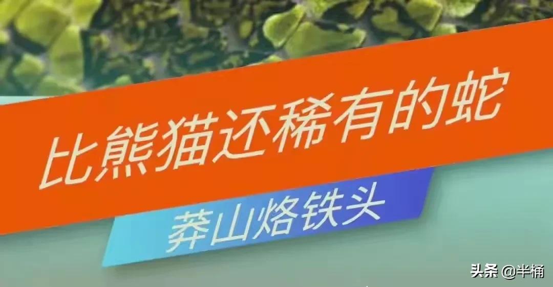 被称为“蛇中熊猫”的莽山烙铁头，凭什么一条价值上百万？