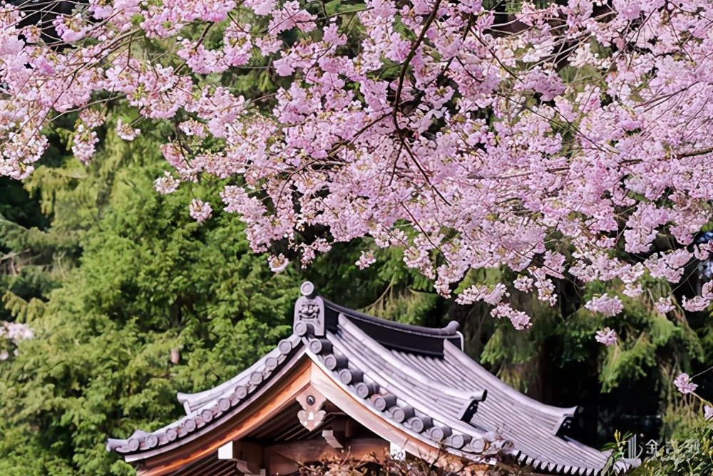 去温哥华读书，你一定要考虑最美丽的UBC