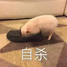 猪年限定皮肤有哪些（猪年限定皮肤）