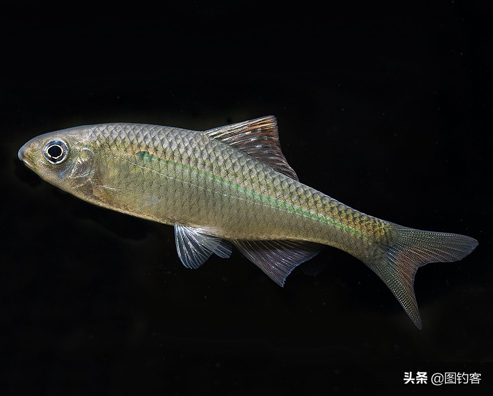 鳑鲏鱼没有人不认识，但个头大有须的鳑鲏你知道吗？它们叫“鱊”