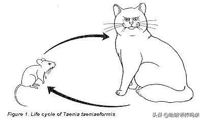 一份详细的猫寄生虫手册，看完你还敢说猫咪不需要驱虫吗？