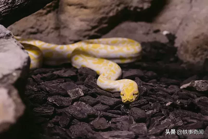 六大灵性动物,不可杀,不可食