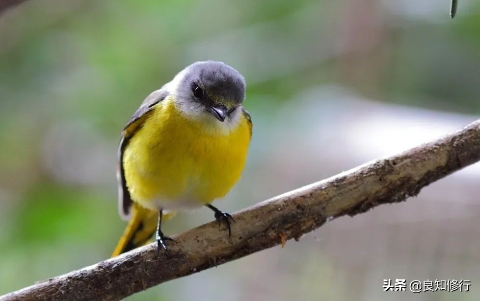 王维山水田园诗20首：让人心生向往