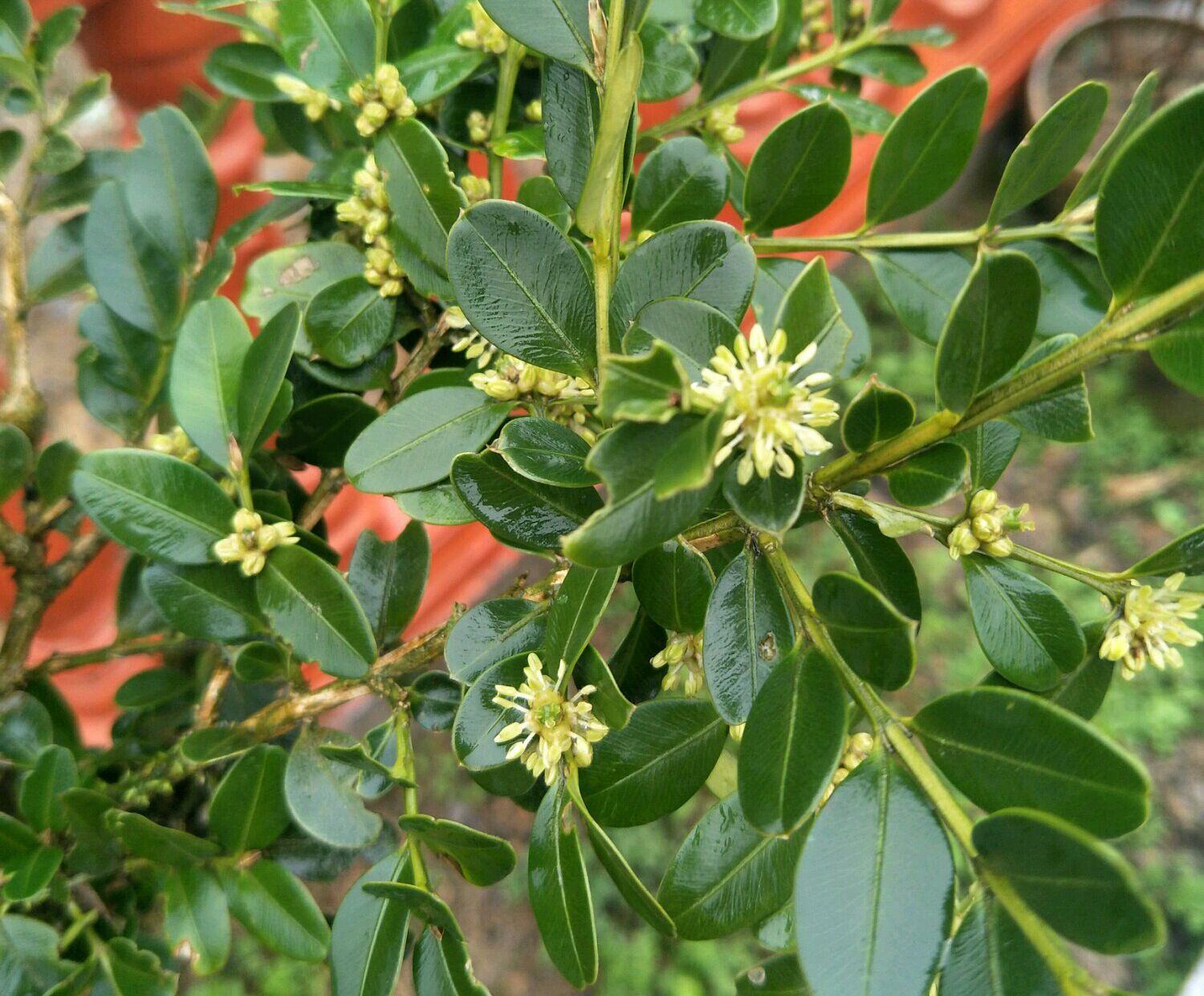 小葉黃楊需要去花蕾的3種情況,小葉黃楊盆景花蕾去除的3種方法