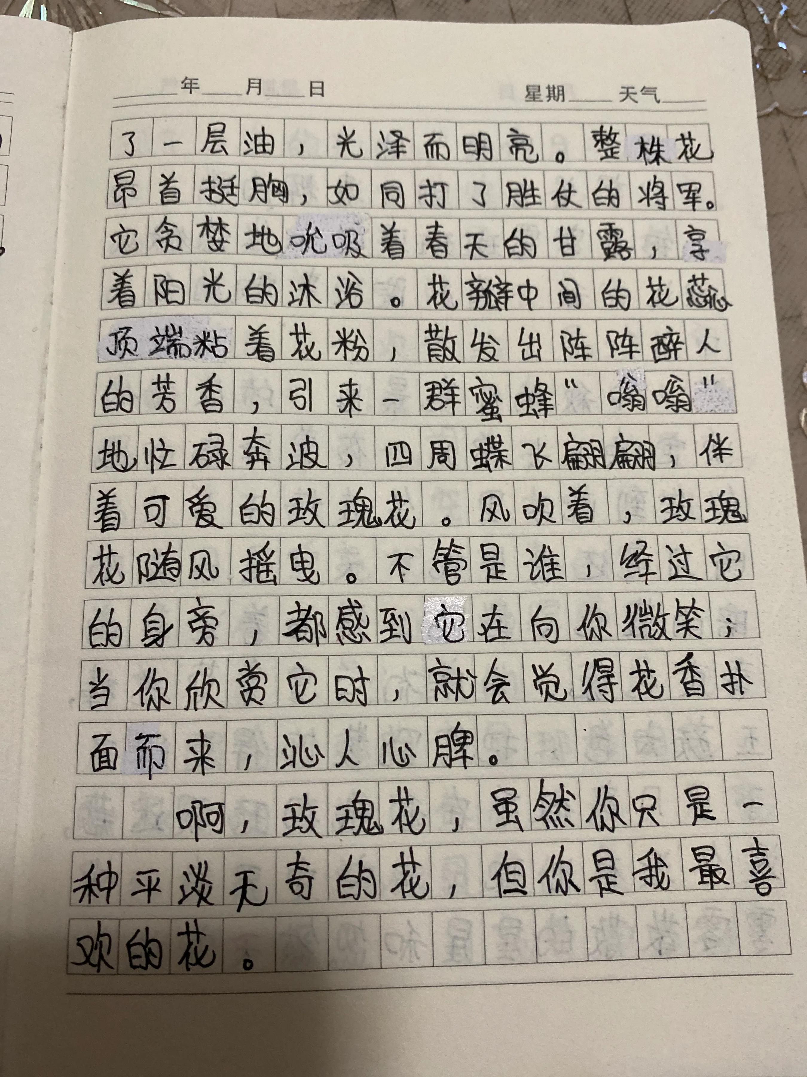 植物作文300字玫瑰花图片