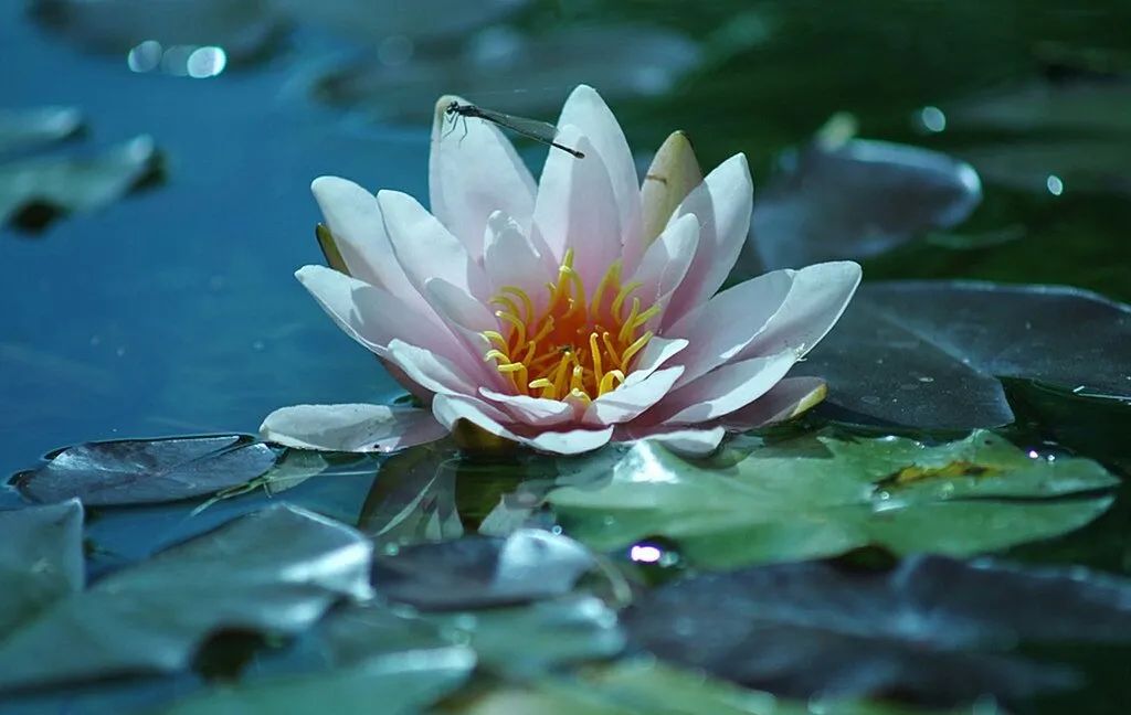 睡莲什么时候种最合适（“水中女神”睡莲的最佳栽种时间）