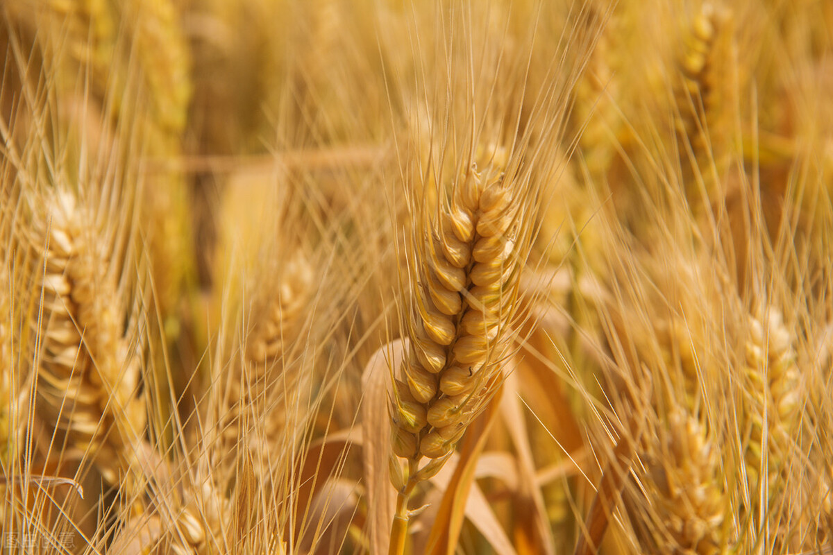 玉米下跌，小麦或将停拍，大豆面积减少，稻谷低迷，粮价啥时涨