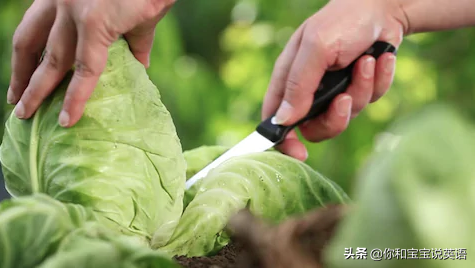 采摘亲子英文+科普—草莓蓝莓、萝卜白菜，谁长地上，谁长藤上？