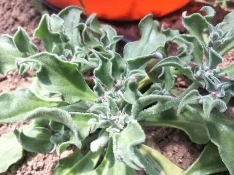 非洲冰草多少钱一斤（非洲野菜成中国餐桌的）