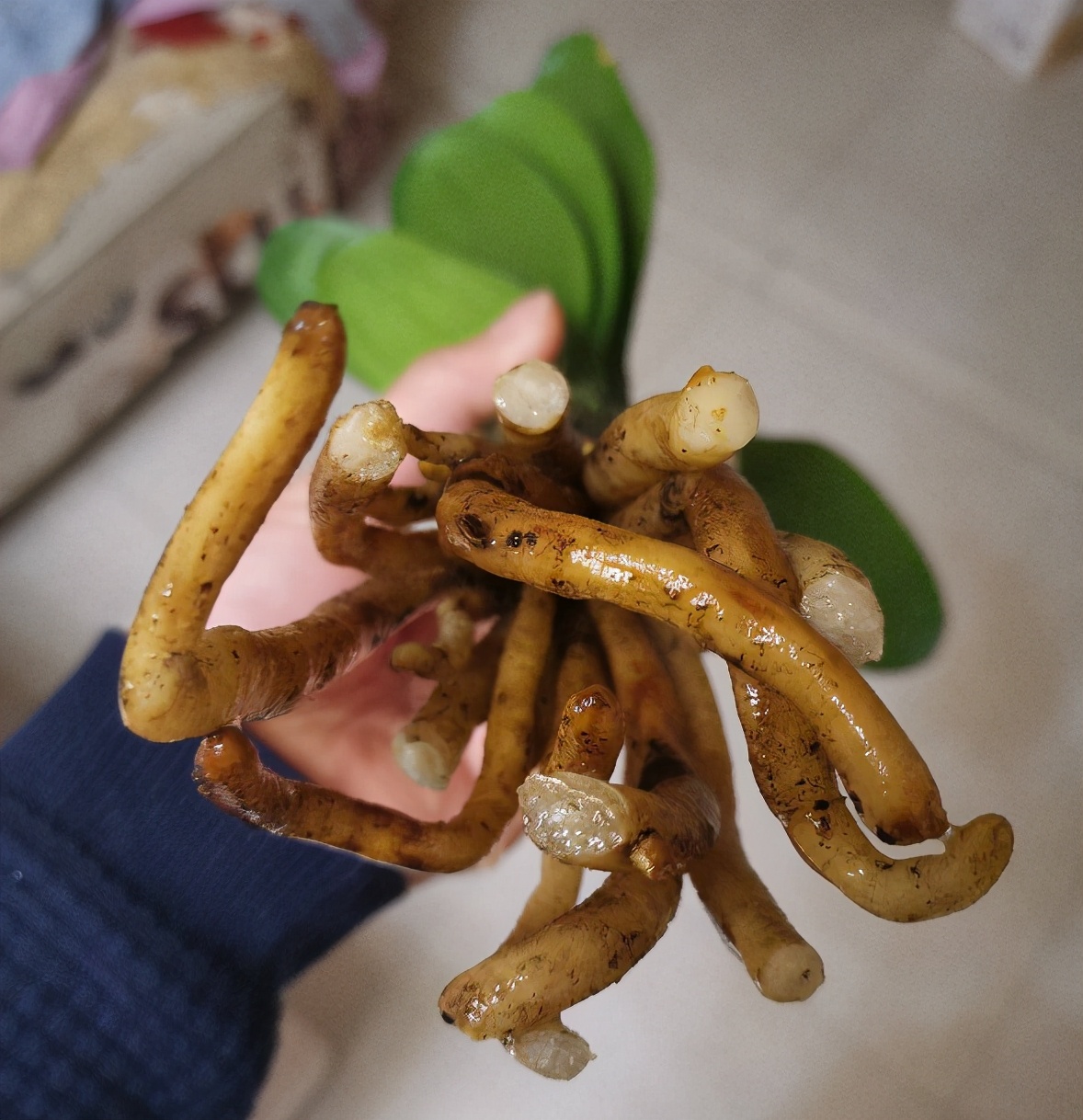 秋季是花草换盆旺季,记住植物“3特点”,正确判断何时换盆