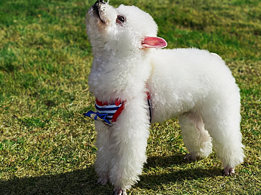 白色泰迪顾名思义就是全身白毛的白色出门一定要看紧它所以养这种花色