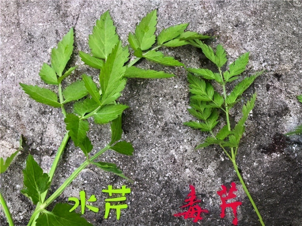 第二种:野芹菜——巨毒