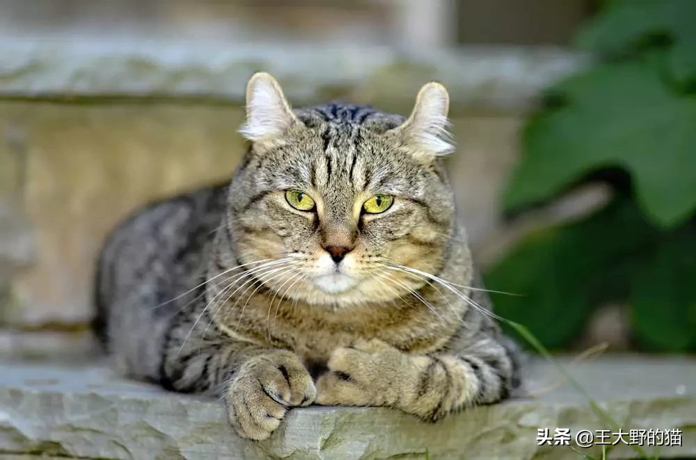 盘点世界8种大体型的宠物猫：缅因猫和布偶猫很受欢迎，橘猫不服