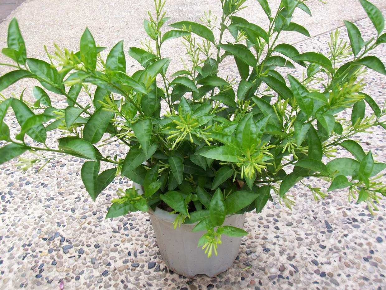 夜來(lái)香幾月開(kāi)花,夜來(lái)香幾月開(kāi)花幾月結(jié)束
