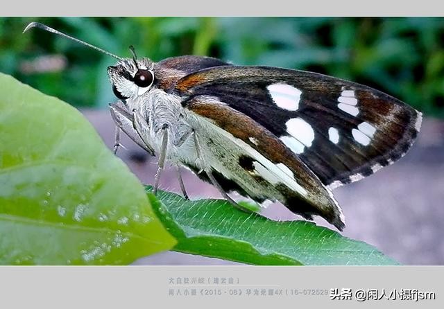 了解蝴蝶的特征与习性，拍好蝴蝶并不难，图说怎样拍摄好蝴蝶