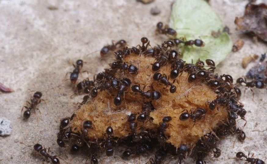 大黑蚂蚁有毒吗(大黑蚂蚁的主要功效和作用介绍)