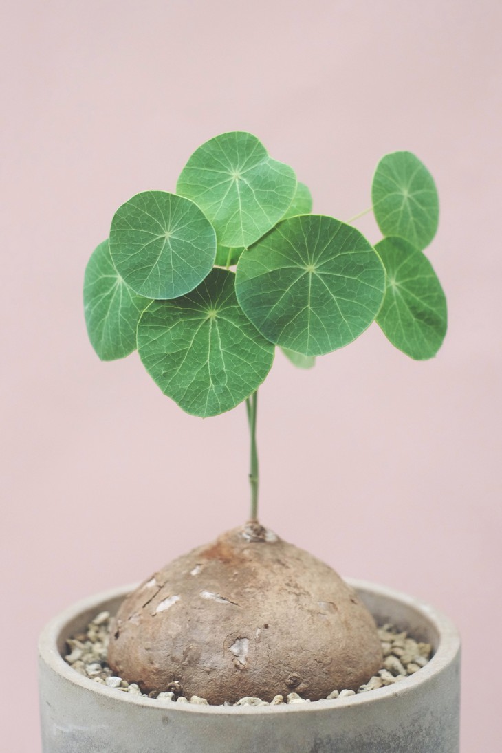 人养花，花亦滋养着人！100种室内盆栽花草图鉴，有您喜欢的吗？