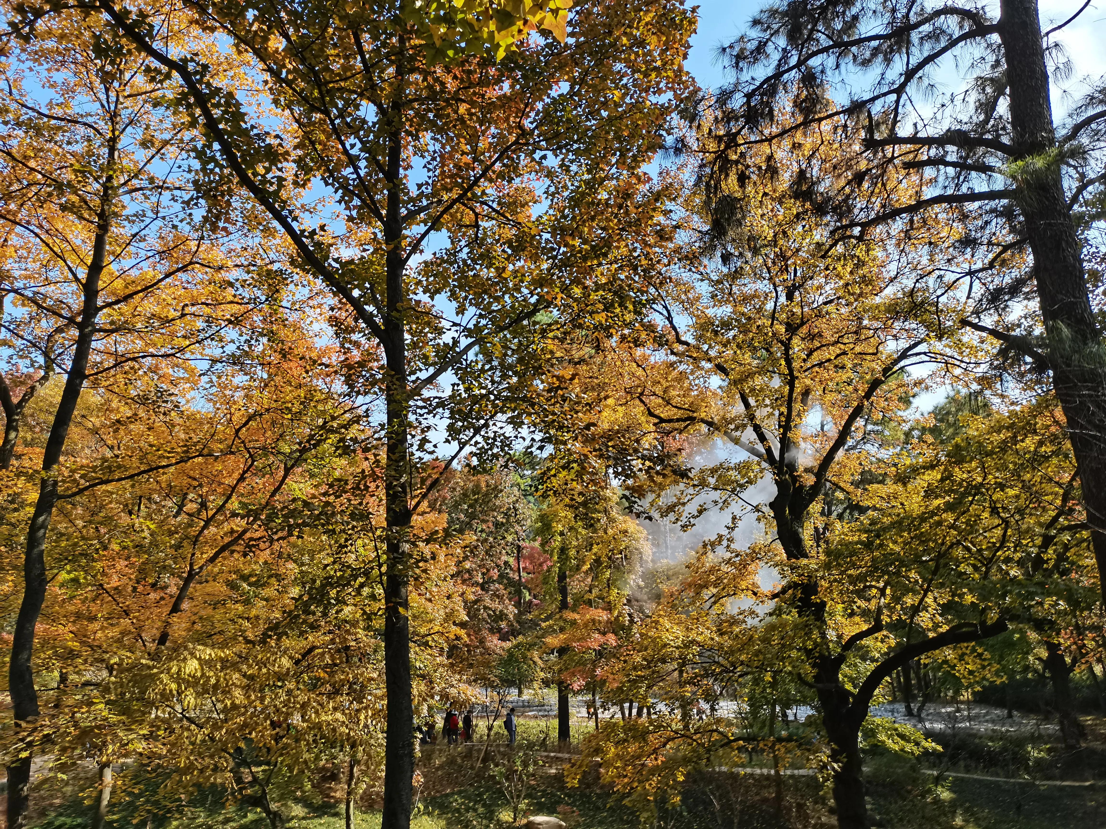 天平山下枫叶红---也说范仲淹在苏州的历史地位