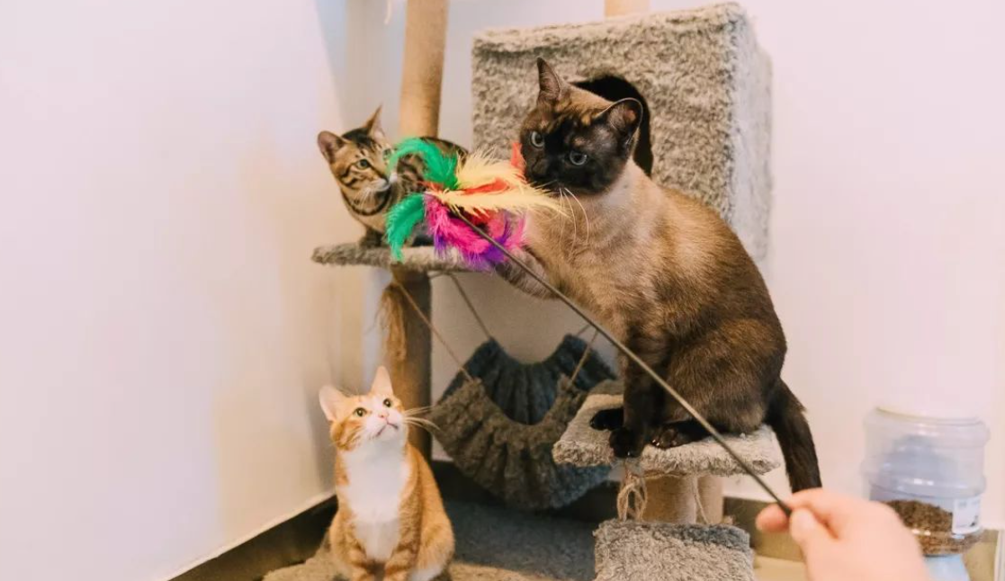 大学生在宿舍养猫被没收，学校禁止养宠物，弃养情况时有发生