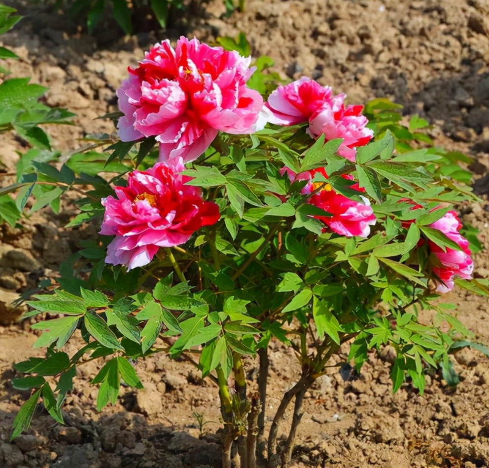 牡丹花怎样栽培才能活，家养牡丹花种植方法