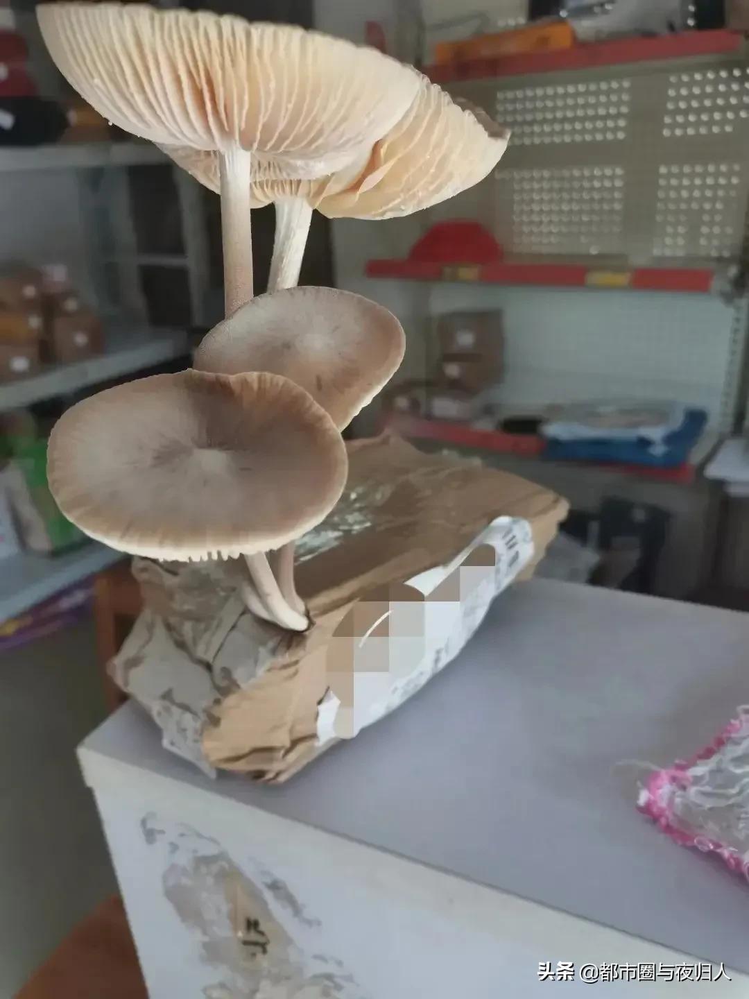菜鸟驿站之趣闻