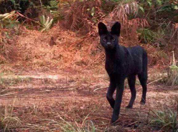 里面可谓人才济济:黑巫术,白巫术,魔法师,茅山术,萨满,降头师,痋术师