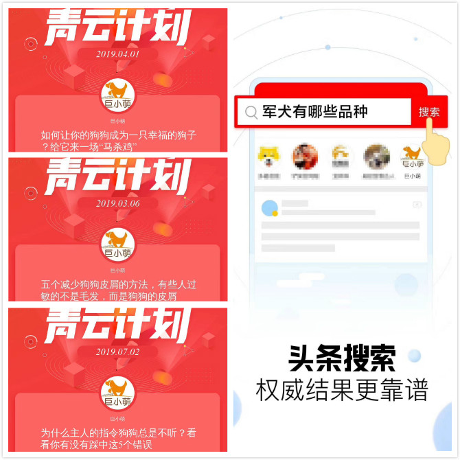 单月28次青云奖励+登顶头条宠物榜：巨小萌2019感谢有你