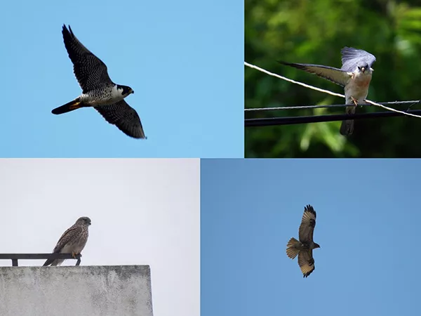 高校各种“神兽”出没，你的大学有什么？
