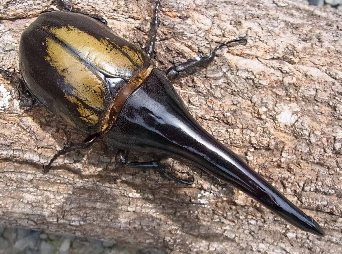 昆虫中的“大力神”，能举起超过自身重量850倍的物体，售价上千