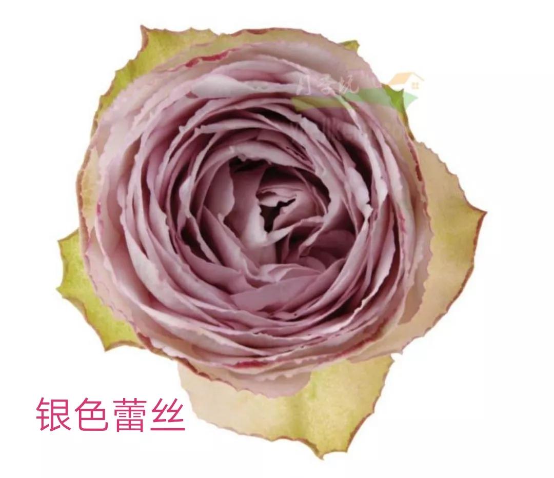 艾莎月季优缺点月季（常见切花月季详细介绍）