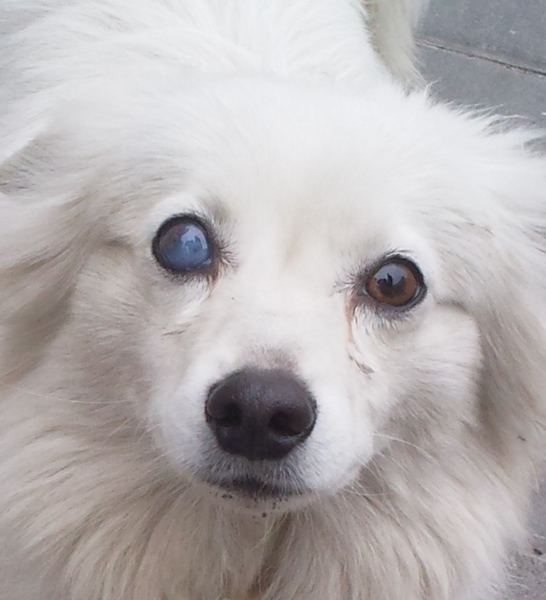 瞳孔有白斑图片(辟谣) - 赤虎壹号