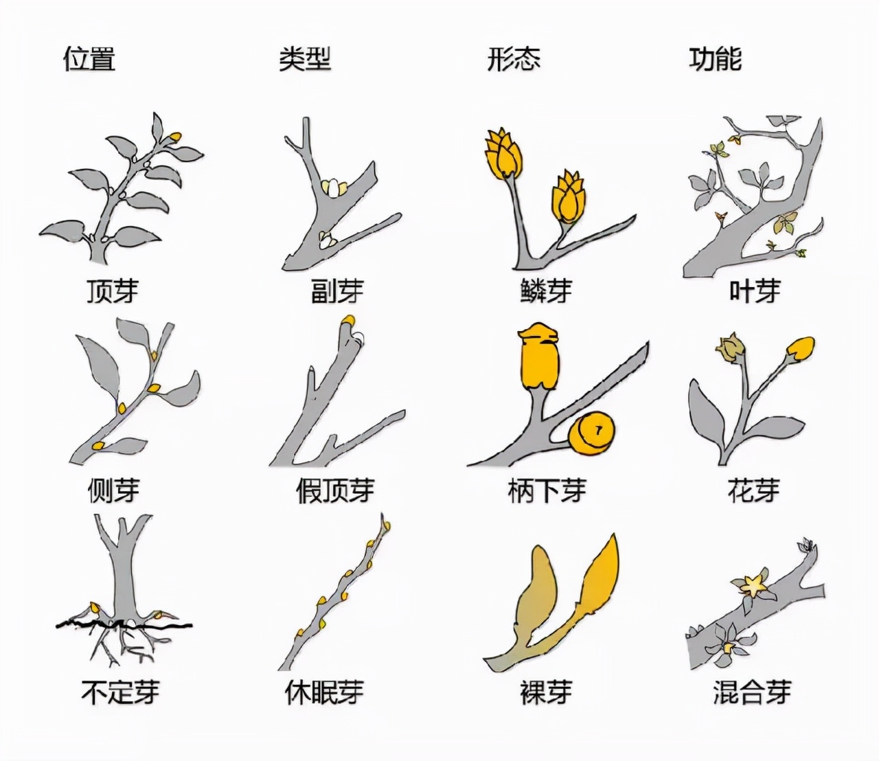 花的基本结构简图（教科书般的植物形态图解）