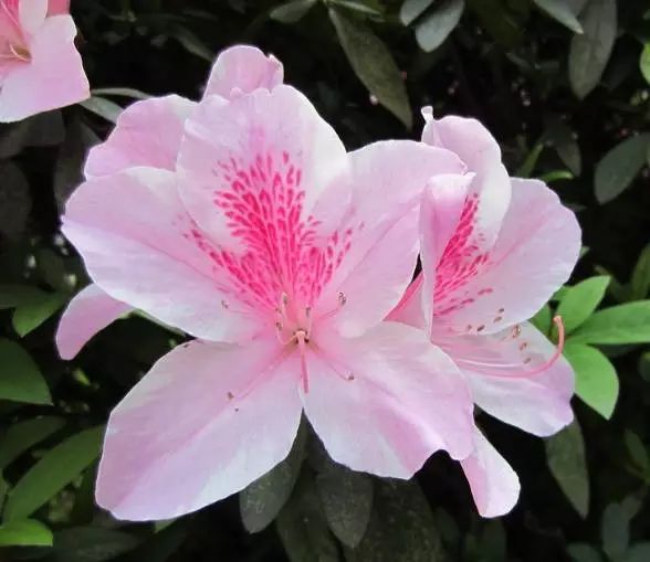 杜鹃花,别名:山踯躅,山石榴,映山红,杜鹃花科,杜鹃花