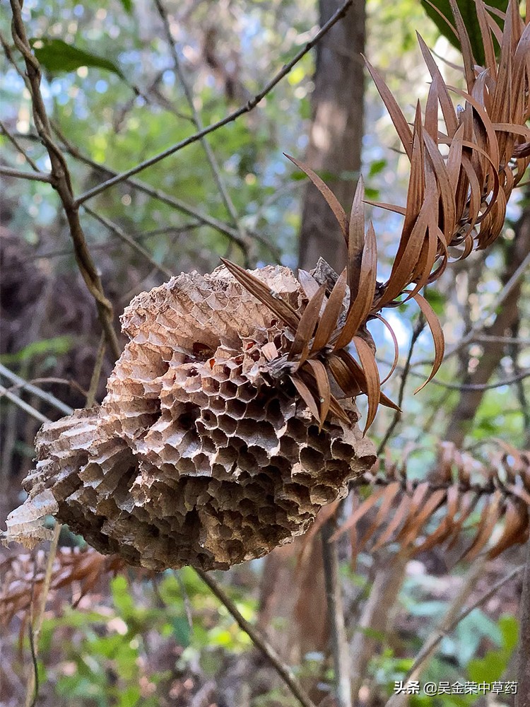 山林中发现野生蜂巢,不要扔,或许能用上.是一味中药材
