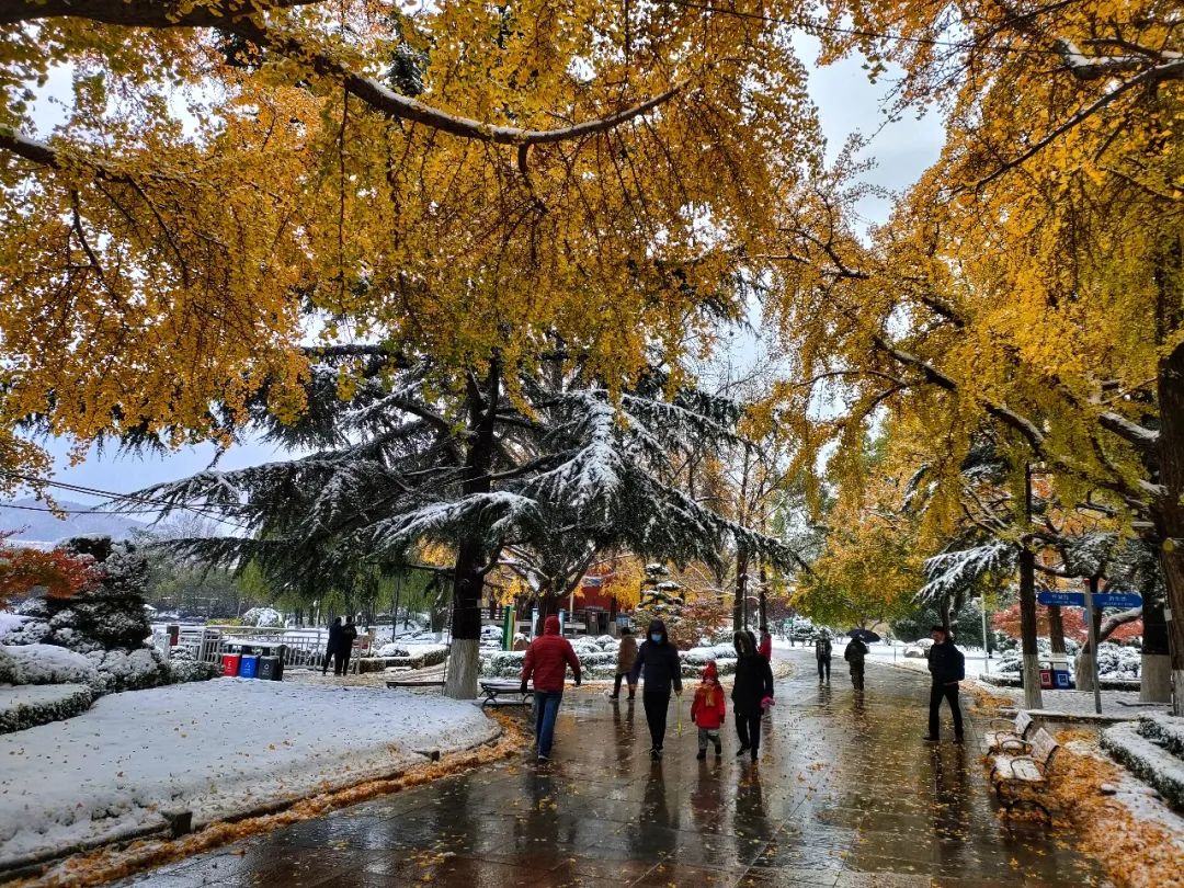 秋与冬的相遇，大连下雪了