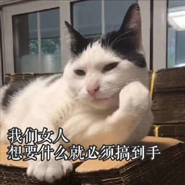 可爱猫咪的表情包我的悲伤大概有这么大