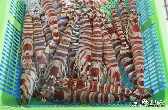 市场常见的102种海鲜，肉质鲜美，营养丰富，你们吃过几种？