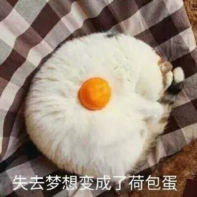 猫咪表情包合集｜谁还不是谁的小公举呢